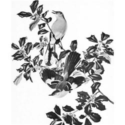 1950 Menaboni Print, Mocking Bird (Black/White)