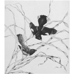 1950 Menaboni Print, Red-eyed Towhee (Black/White)