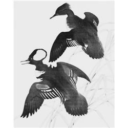 1950 Menaboni Print, Hooded Merganser (Black/White)