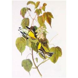 c1946 Audubon Print, #134 Blackburnian Warbler