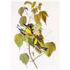 Image 1 : c1946 Audubon Print, #134 Blackburnian Warbler