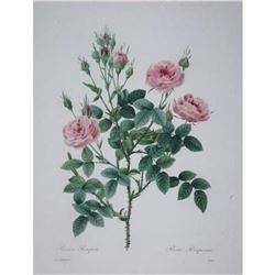 After Pierre-Jospeh Redoute, Floral Print, #133 Rosier Pompon (Rose) (x12)