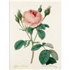 Image 1 : After Pierre-Jospeh Redoute, Floral Print, #124 Rosa Muscosa ( Rose )