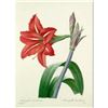 Image 1 : After Pierre-Jospeh Redoute, Floral Print, #4 Amaryllis bresilienne (Amaryllis) (x10)