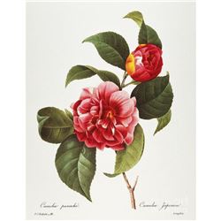 After Pierre-Jospeh Redoute, Floral Print, #16 Camelia panache (x12)
