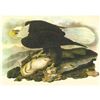 Image 1 : c1946 Audubon Print, #31 Bald Eagle