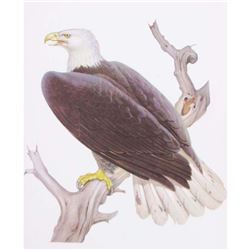1950 Menaboni Bird Print - Bald Eagle (x1)