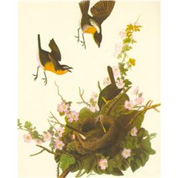 c.1950 Audubon Print, Yellow-Breasted Chat