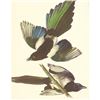 Image 1 : c.1950 Audubon Print, American Magpie