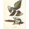 Image 2 : c.1950 Audubon Print, American Magpie