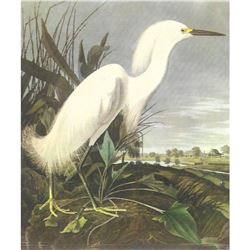 c.1950 Audubon Print, Snowy Egret