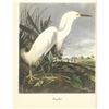 Image 2 : c.1950 Audubon Print, Snowy Egret