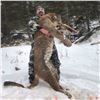 Image 2 : 2020 Utah Central Mtns, Southeast Manti Cougar Conservation Permit