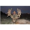 Image 3 : 2020 Paunsaugunt Mule Deer Conservation Permit - Muzzleloader