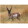 Image 1 : 2020 Utah Beaver Pronghorn Conservation Permit – Any Weapon