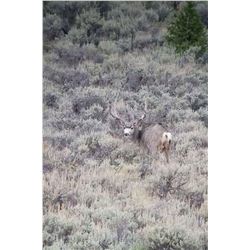 2020 Utah South Slope Diamond Mtn. Buck Mule Deer – Hunter’s Choice
