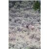 Image 1 : 2020 Utah South Slope Diamond Mtn. Buck Mule Deer – Hunter’s Choice