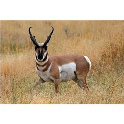 2020 Utah Southwest Desert Pronghorn Conservation Permit - Any Weapon