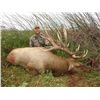 Image 1 : 2020 California Grizzly Island Tule Bull Elk Tag
