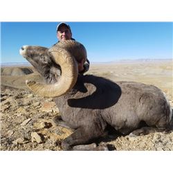 Book Cliffs South Rocky Mountain Bighorn Sheep