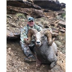 Statewide Rocky Mountain Bighorn Sheep Permit