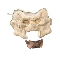 Grimm TV Hexenbiest Skull Prosthetic