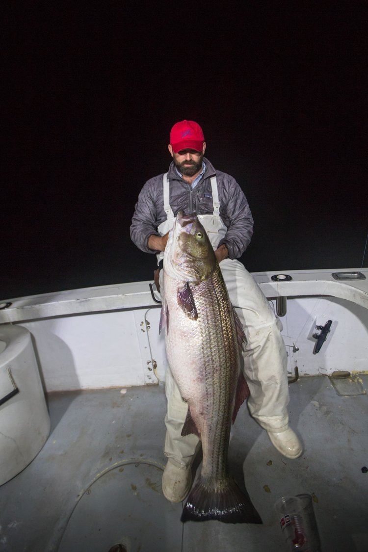 Newport Rhode Island Striper fishing for 4