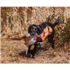 Image 2 : New Hampshire Upland Pheasant Hunt