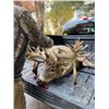 Image 4 : legends Ranch Michigan Youth Whitetail  Hunt