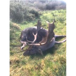 5 Day Free Range Ireland Hunt