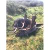 Image 1 : 5 Day Free Range Ireland Hunt