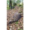 Image 2 : 5 Day Free Range Ireland Hunt