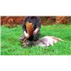 Image 6 : 5 Day Free Range Ireland Hunt
