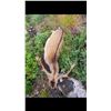 Image 8 : 5 Day Free Range Ireland Hunt