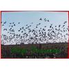 Image 1 : Argentina Dove hunt