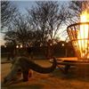 Image 4 : 5 Day South African Plains Game Hunt