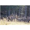 Image 2 : Maine Red Stag Hunt