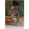 Image 3 : Maine Red Stag Hunt