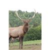 Image 6 : Maine Red Stag Hunt
