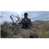 Image 2 : 5-Day Arizona Coues Deer Hunt