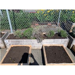 WOODEN PLANTER BOX WITH LAVANDER & GLADIOLUS