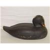 Image 1 : 16" SCOTER DUCK DECOY