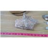Image 3 : LOT OF SEA SHELLS