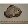 Image 3 : Orthocera's sculptured plate fossils one of a kind- over 450 million years old