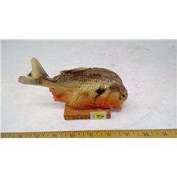 TAXIDERMY PIHRANA FISH FROM VENEZUELA. 6" LONG 4" HIGH VERY INTERESTING, LOOK IN OPEN JAWS AT MY TOO