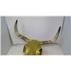 Image 3 : LONGHORN CATTLE SKULL - 18" X 21"