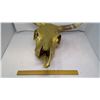 Image 4 : LONGHORN CATTLE SKULL - 18" X 21"