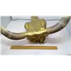 Image 6 : LONGHORN CATTLE SKULL - 18" X 21"