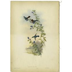 JOHN GOULD AND H.C. RICHTER, CALYPTE HELEN JOHN GOULD AND H.C. RICHTER (British, 1804-1881)