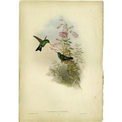 JOHN GOULD AND H.C. RICHTER, SAUCEROTTIA JOHN GOULD AND H.C. RICHTER (British, 1804-1881)